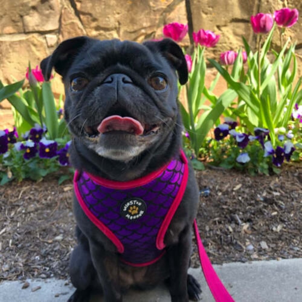 Winston Manner Designer Dog Harness in Mermaid